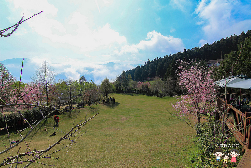 山上人家櫻花 081