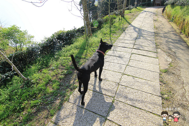 山上人家櫻花 087