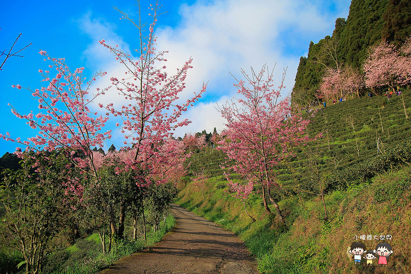 山上人家櫻花 026