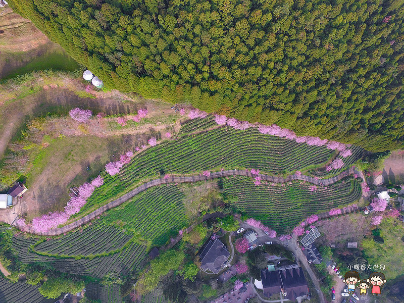 山上人家櫻花 004