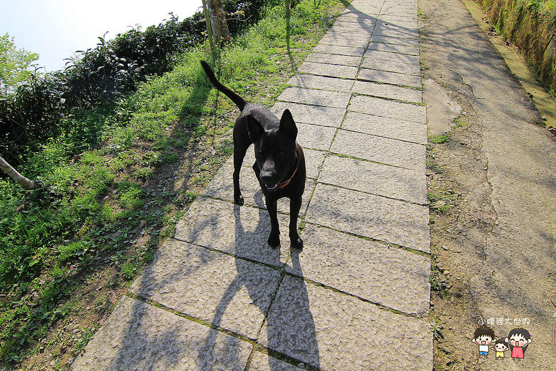 山上人家櫻花 088