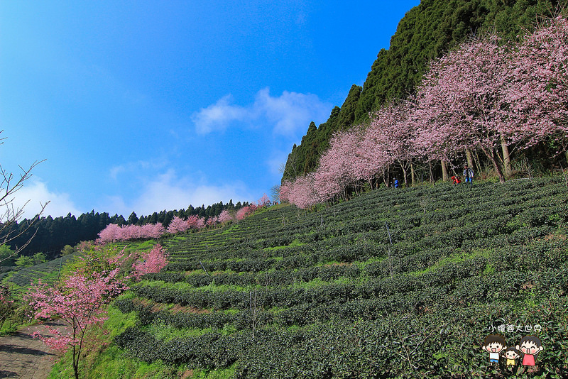 山上人家櫻花 060