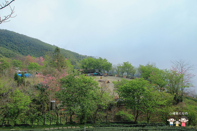 山上人家櫻花 106