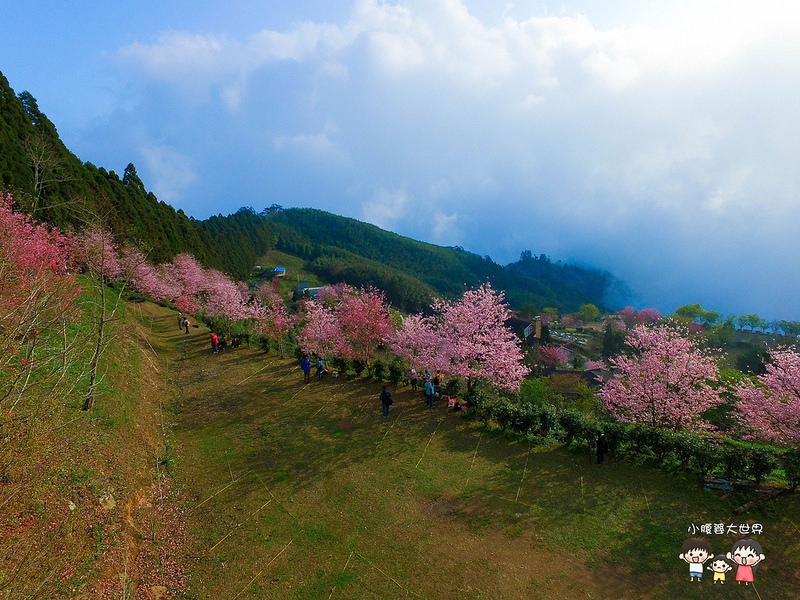 山上人家櫻花 010