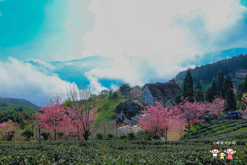 山上人家櫻花 064