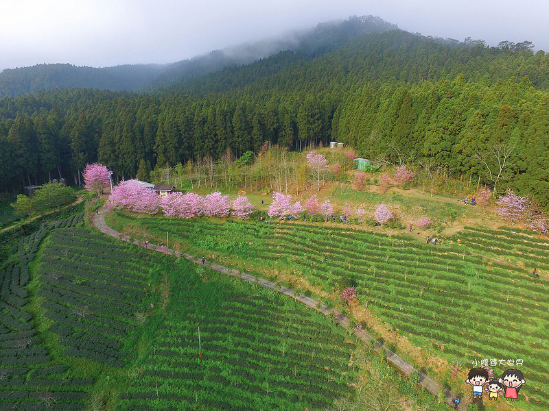 山上人家櫻花 008
