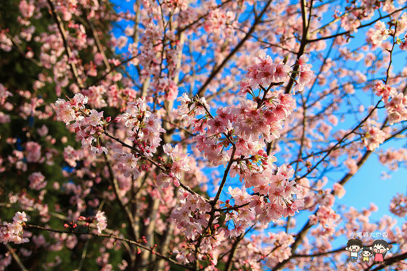 山上人家櫻花 022