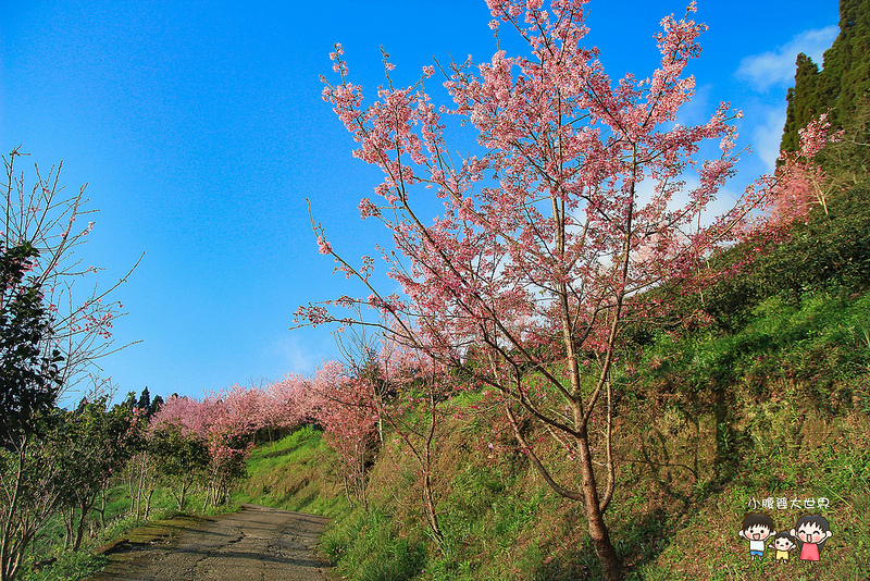 山上人家櫻花 029