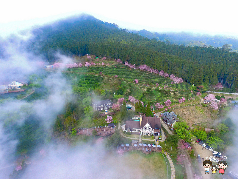 山上人家櫻花 014