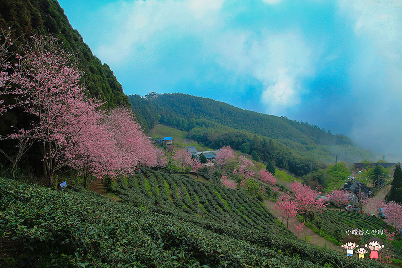 山上人家櫻花 036