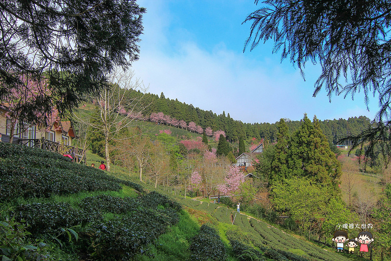 山上人家櫻花 100