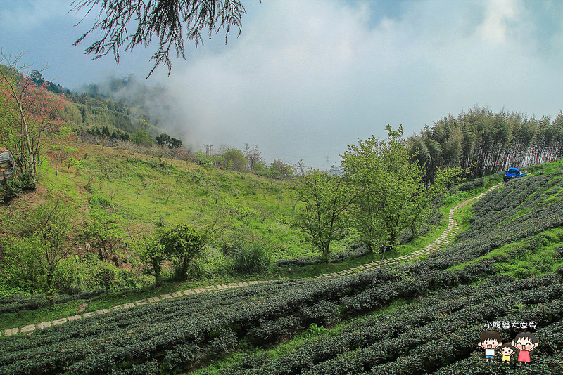 山上人家櫻花 105