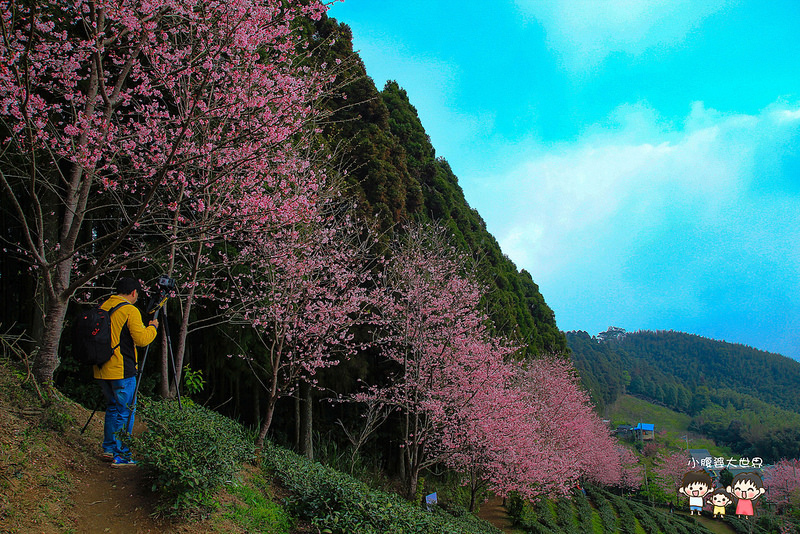 山上人家櫻花 035