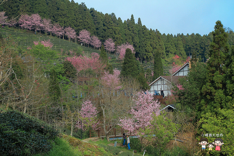 山上人家櫻花 102