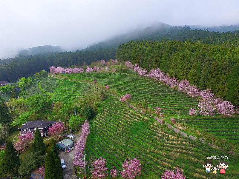 山上人家櫻花 018