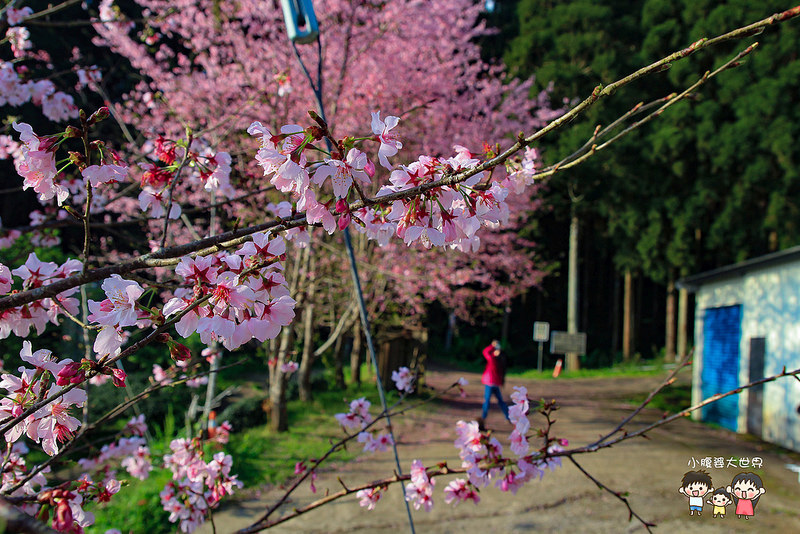 山上人家櫻花 030