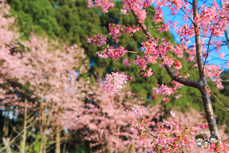 山上人家櫻花 028