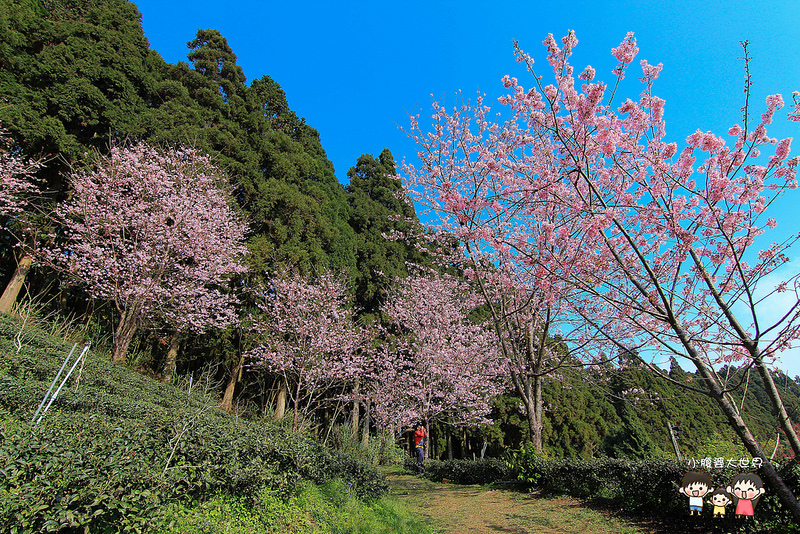 山上人家櫻花 050
