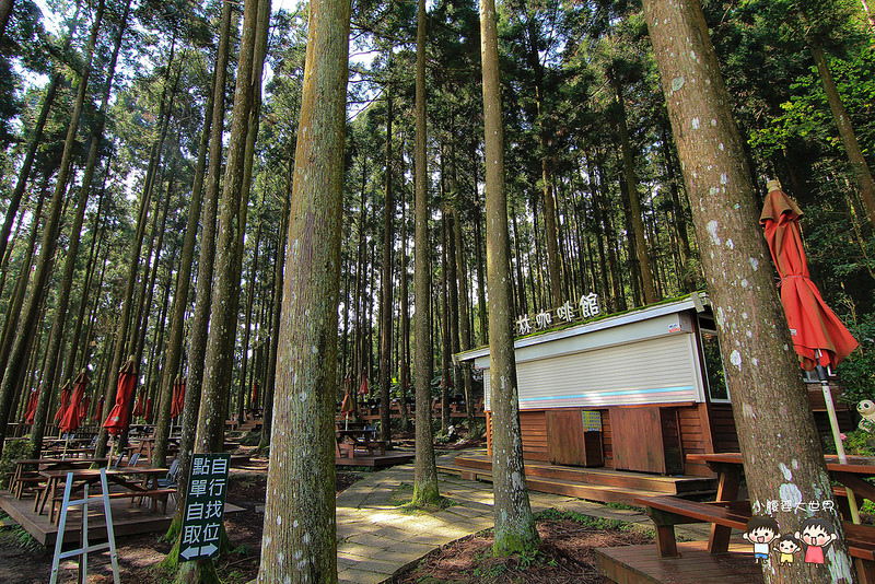 山上人家櫻花 091