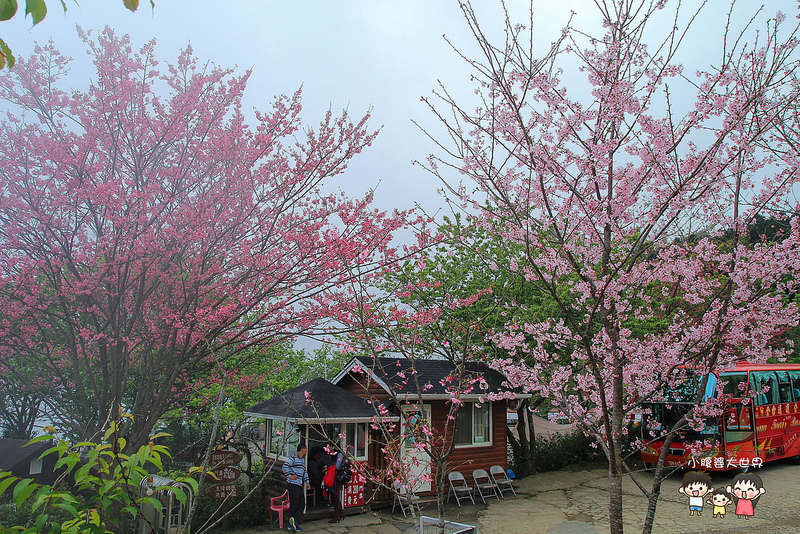 山上人家櫻花 114
