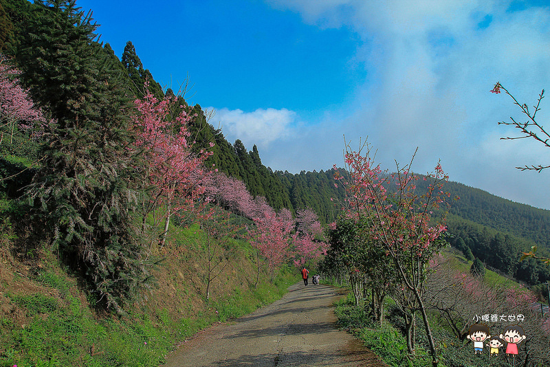 山上人家櫻花 044