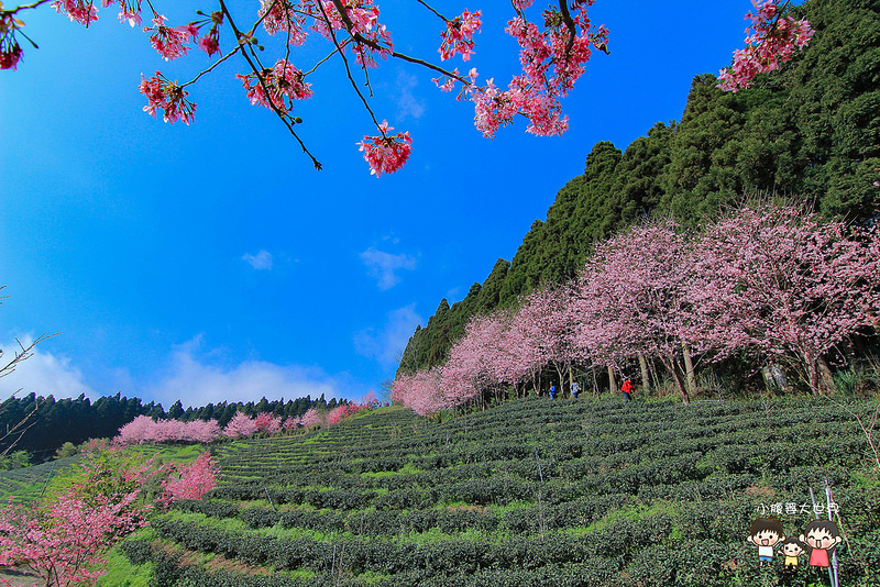 山上人家櫻花 061