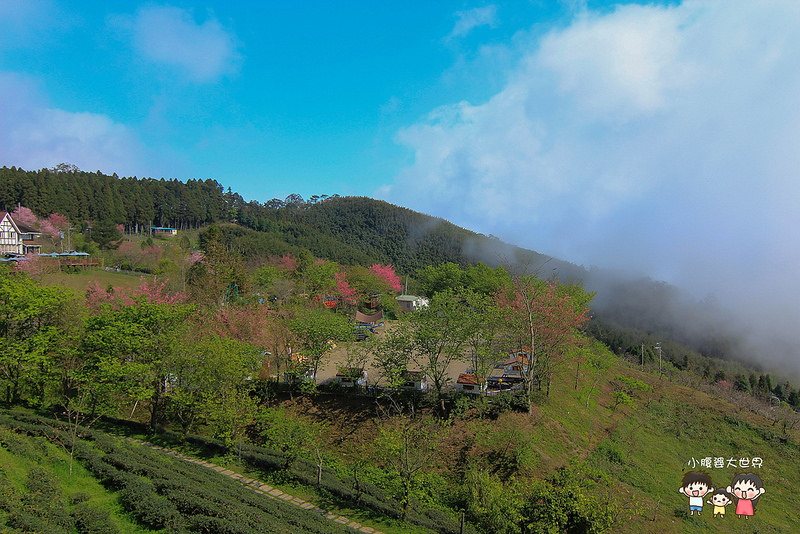 山上人家櫻花 096