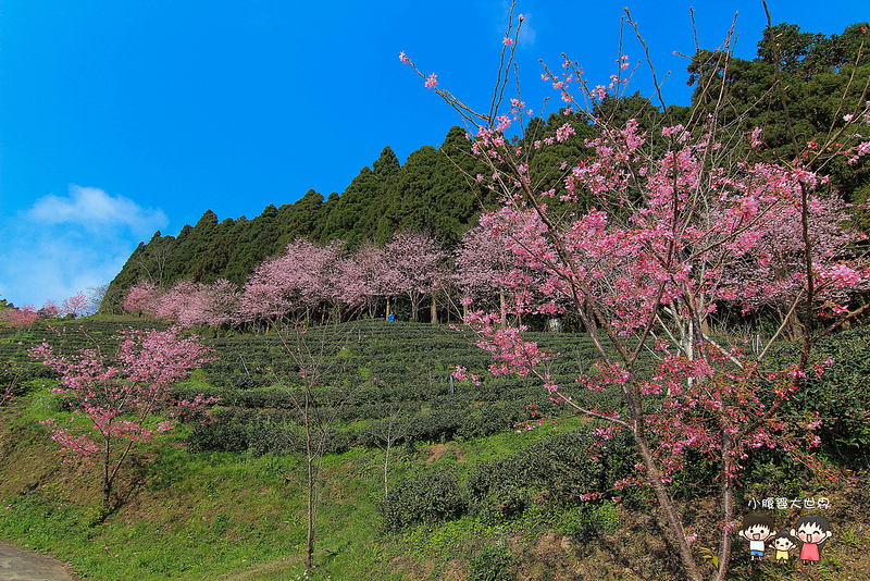 山上人家櫻花 048