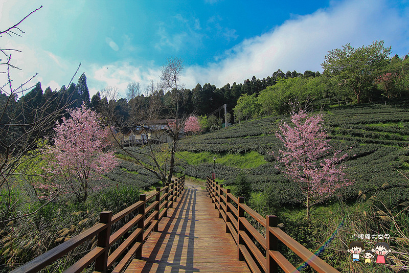 山上人家櫻花 084
