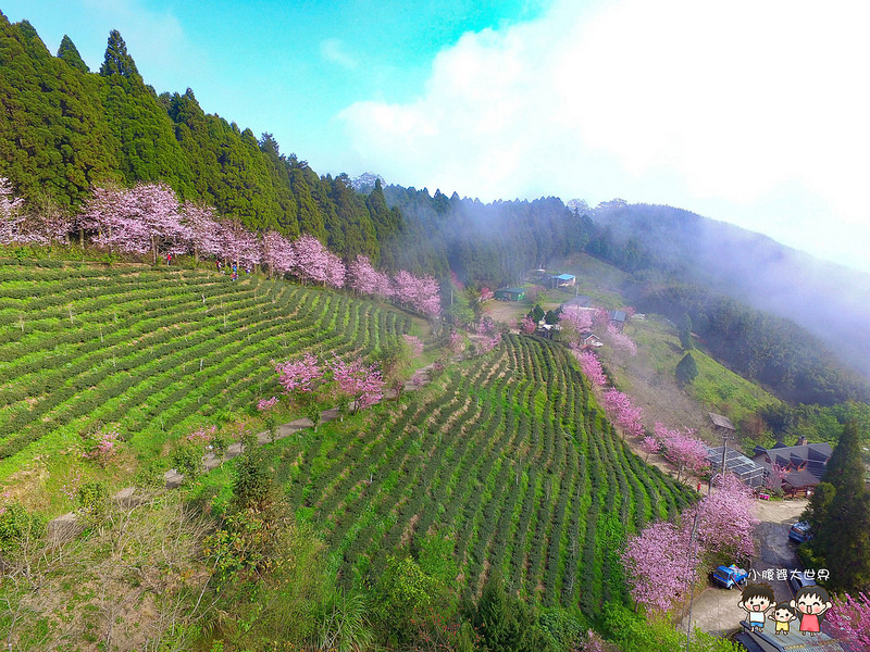 山上人家櫻花 017