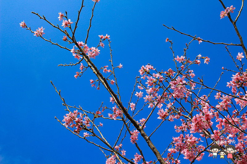 山上人家櫻花 046