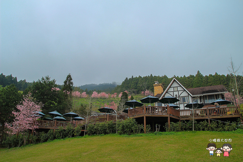 山上人家櫻花 107