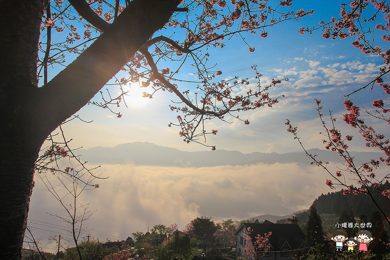 山上人家櫻花 020