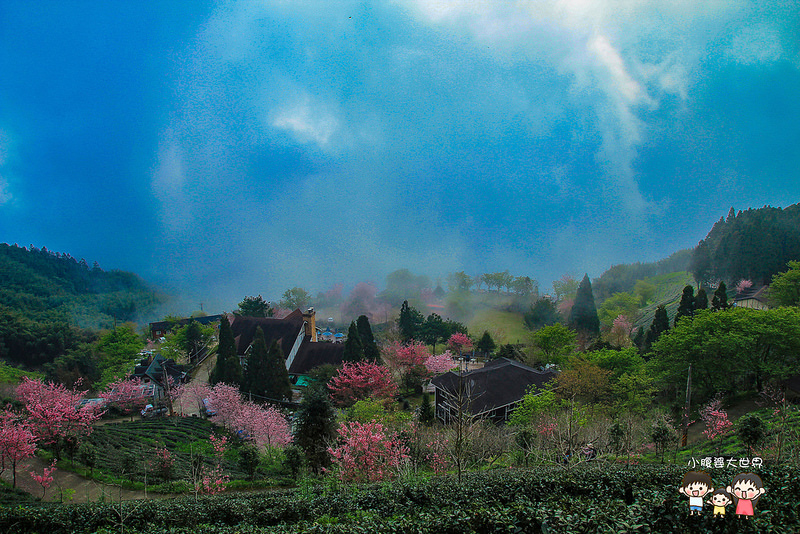 山上人家櫻花 034