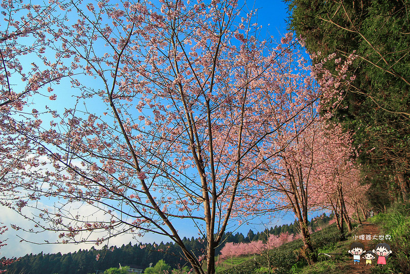 山上人家櫻花 025