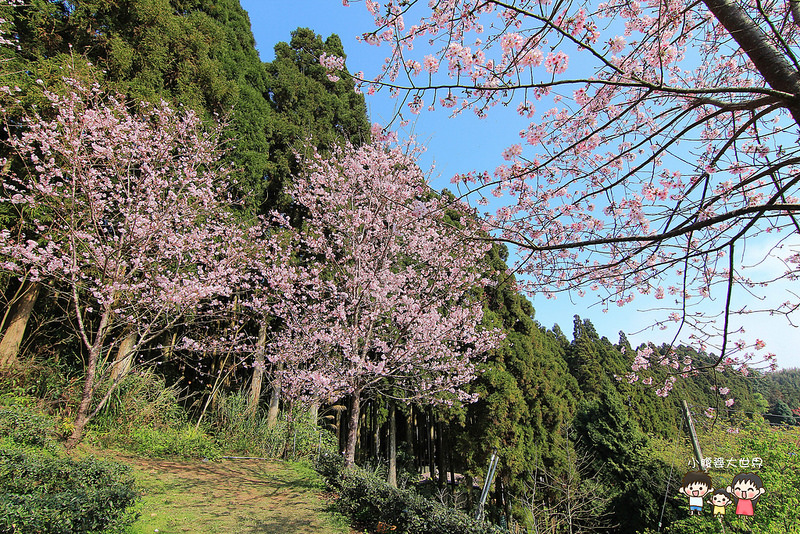 山上人家櫻花 053