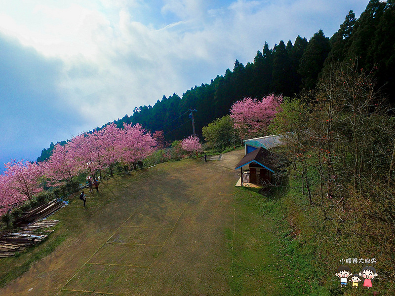 山上人家櫻花 009