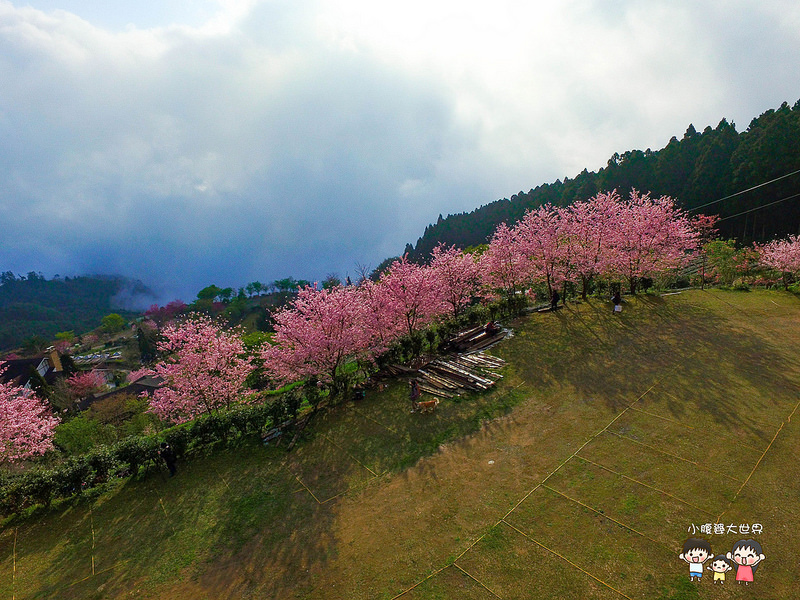 山上人家櫻花 011