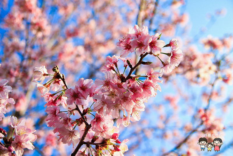 山上人家櫻花 023