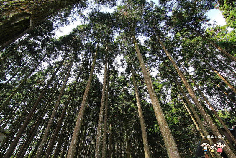 山上人家櫻花 098