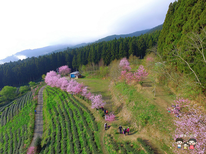 山上人家櫻花 002