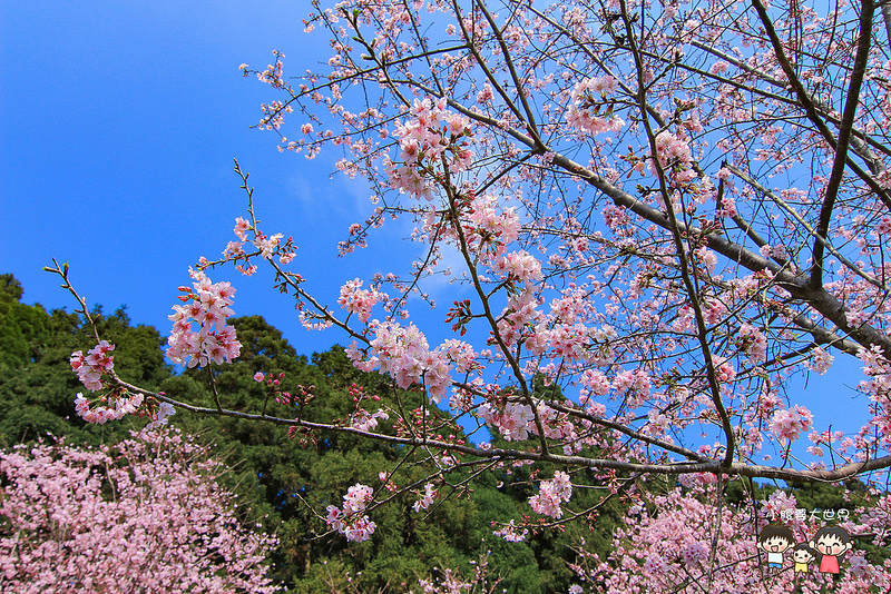 山上人家櫻花 052
