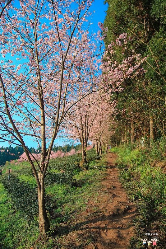 山上人家櫻花 024