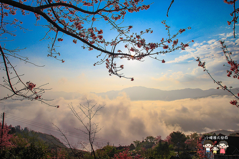 山上人家櫻花 021