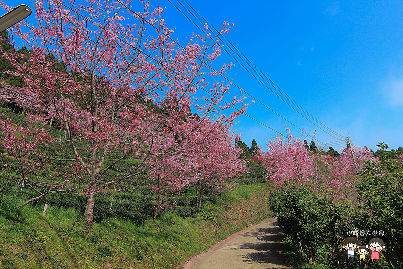 山上人家櫻花 069