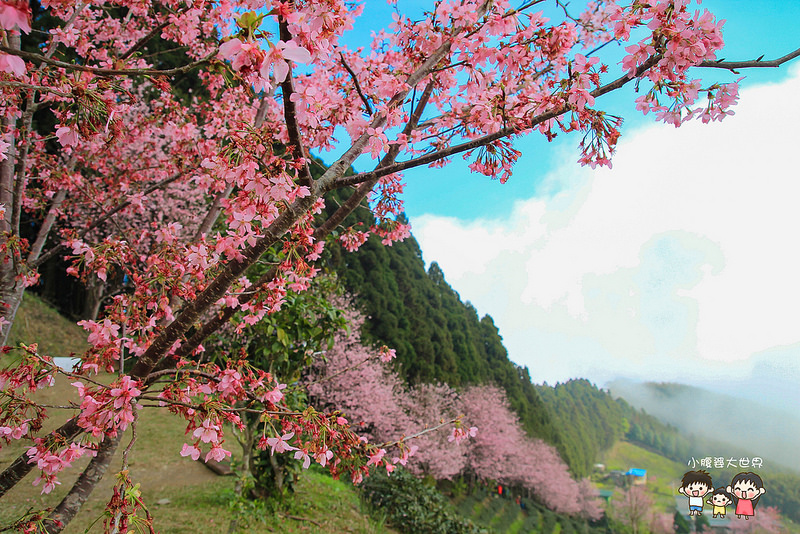 山上人家櫻花 040