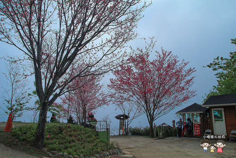 山上人家櫻花 111