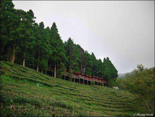 新竹山上人家森林農場P1560101_調整大小1.JPG