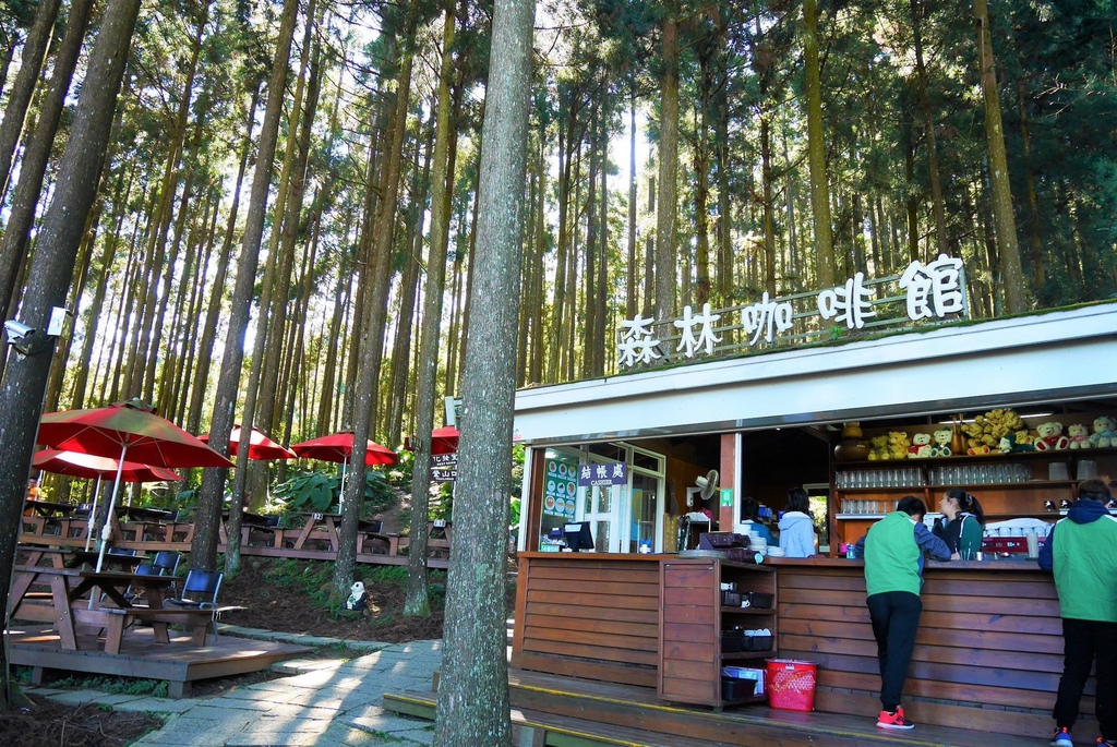 【新竹五峰 | 景点】云海上的梦幻落羽松欧风庄园x森林咖啡馆山上人家