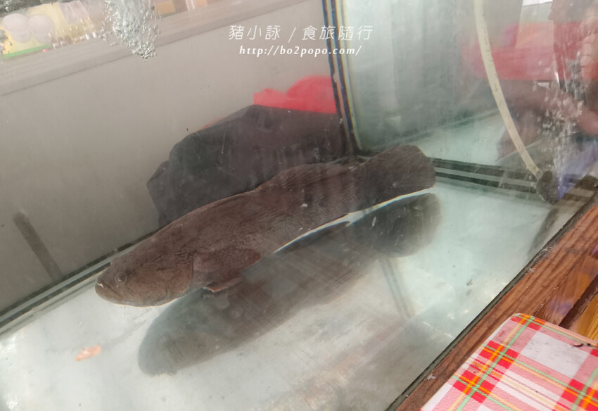 高雄。甲仙》仙香飲食店。老字號餐廳(米其林必比登)+貓巷彩繪順遊